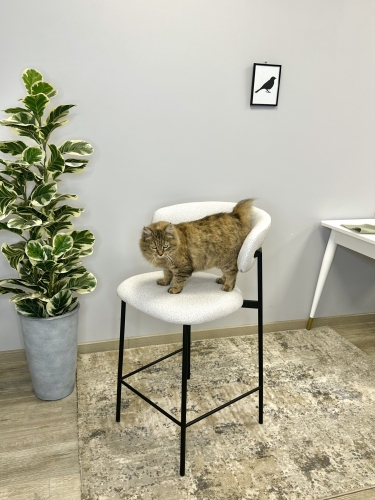 Стул Kenner 309SD барный черный велюр серебристый